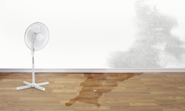 Best Mold removal after water damage  in Allentown, PA