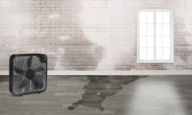 Best Professional water damage repair  in Allentown, PA